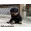 ١͵ rottweier  سҾ ջСѹ ҡ