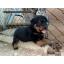  ١͵ rottweiler  E-Litter Եҷ ͵µç