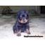 ١͵ RottweilerѴҧ  ҡ