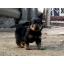  ١͵ rottweiler D-Litter سҾ ҡ