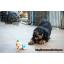 ١͵ rottweier  2͹  سҾ ҡ