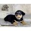 ١͵ rottweiler  ҡµç ջСѹ