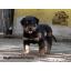 ١͵ rottweiler F-Litterʹ çҧ˭ ҡ