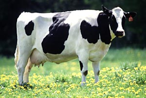 พันธุ์โฮลสไตน์ฟรีเชี่ยน (Holstein Friesian)