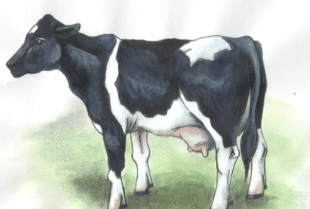 ѹ䵹¹ (Holstein Friesian)